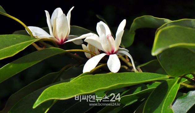 제주도의 봄을 알리는 초령목