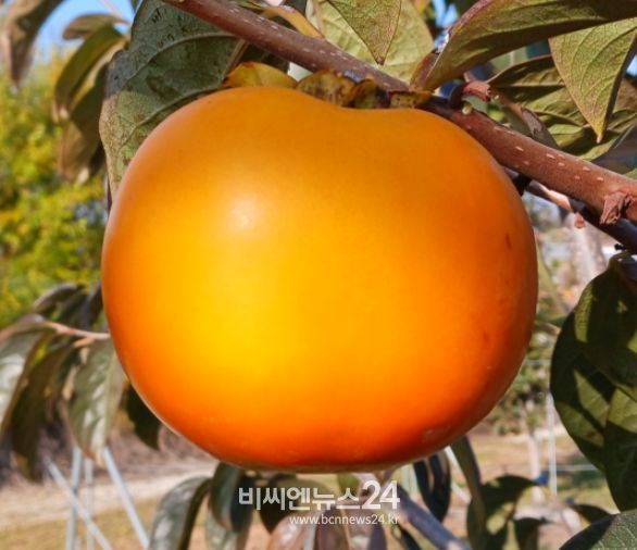 달콤하고 먹기 편한 단감 ‘진홍’