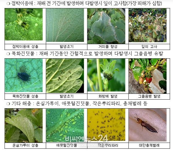 시설 딸기 주요 발생 해충