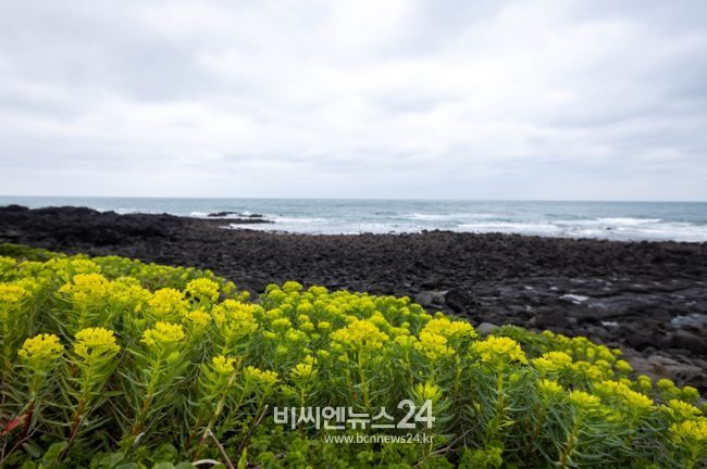 암대극 자생지 모습