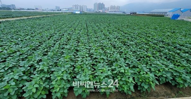 기상정보를 활용한 자동 물대기 기술에 의한 콩 생육 전경