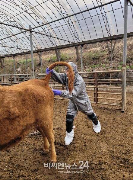 세종보건환경연구원, 구제역 백신 일제 검사 실시