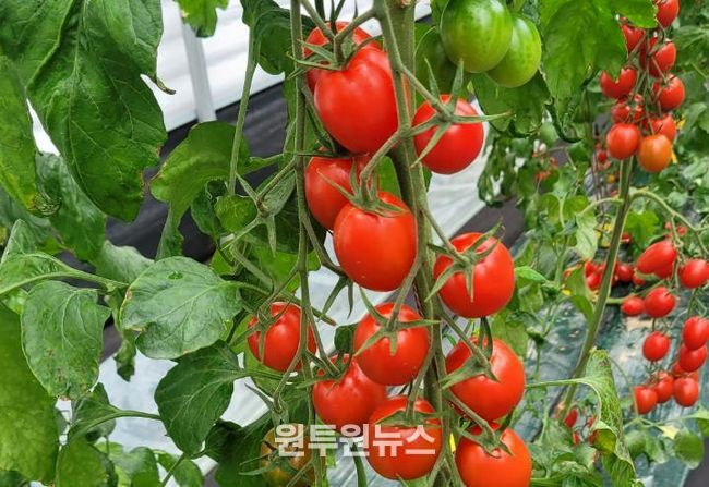 대추형 방울토마토 신품종 사진