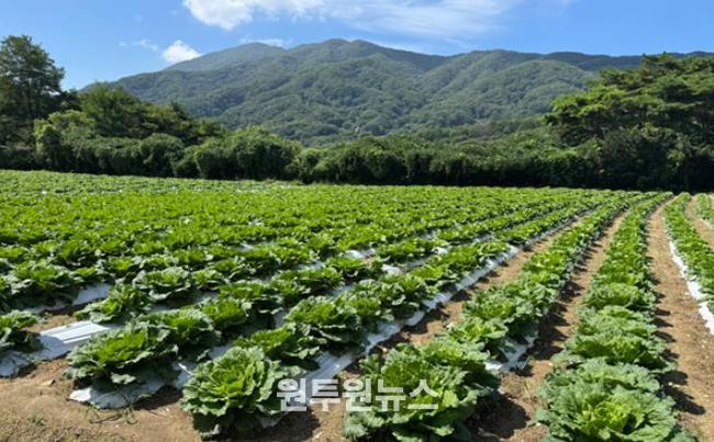 장수군, 준고랭지 여름배추 실증재배 추진