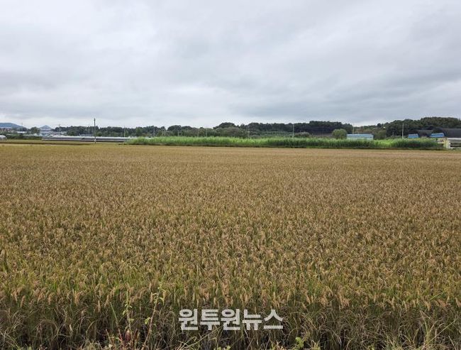 세종시, 벼 깨씨무늬병 피해 조사 실시