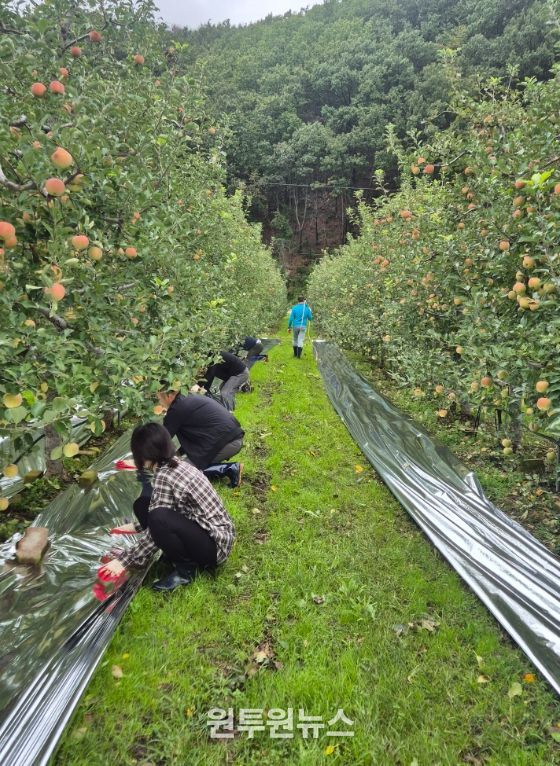 영덕군 직원이 농촌 일손 돕기 활동에 나서 사과원에 반사필름을 설치하고 있다.