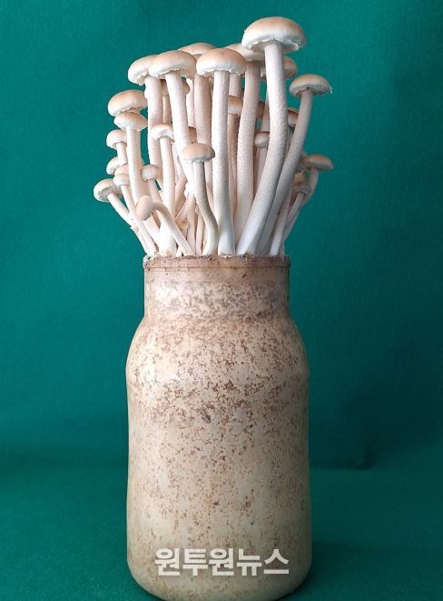 버들송이 신품종 ‘아삭송’ 품종