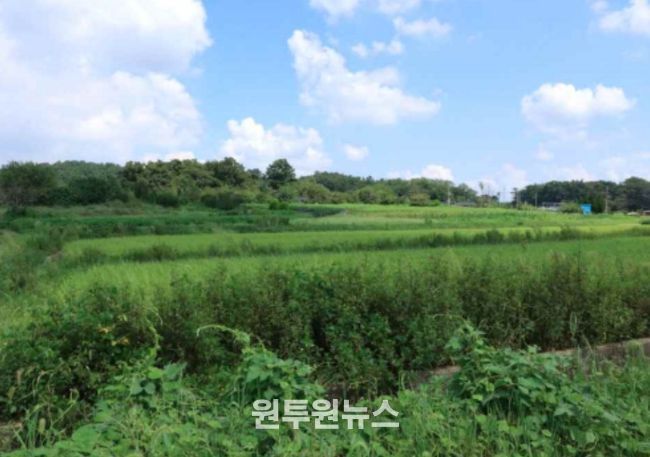 ‘군산 개사동 패총’ 조사지역 전경