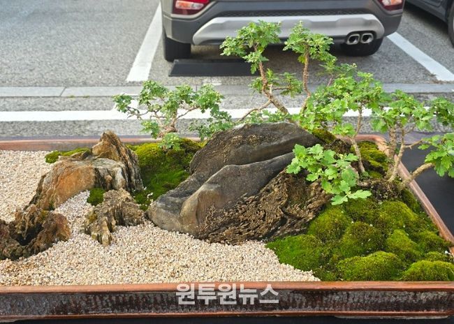 여주시관상국화연구회, 강천섬 힐링 문화 축제장에서 전시회 개최