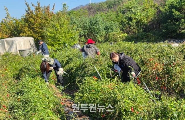 영덕군 농업정책과 직원들이 농촌 일손 돕기 봉사활동을 펼치고 있다.