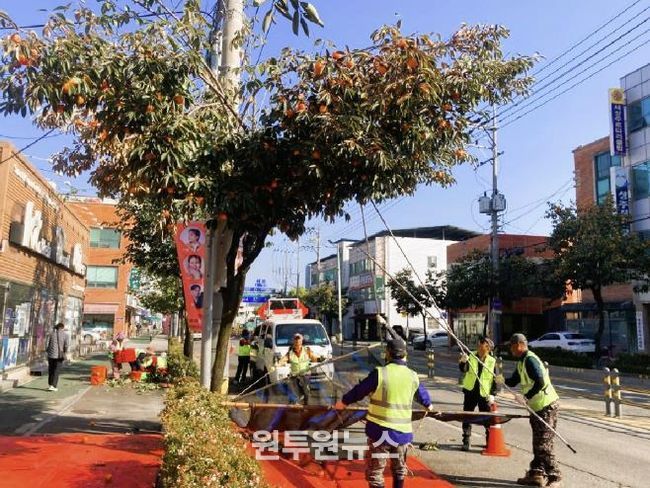 곶감의 고장 상주, 둥시 가로수 감 풍년 수확 '한창'