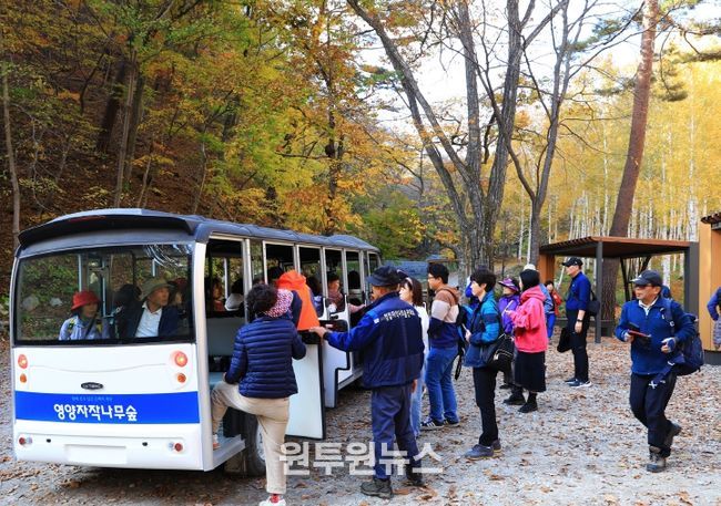 갑작스런 추위에도 ‘영양 자작나무 숲’ 발길 이어져