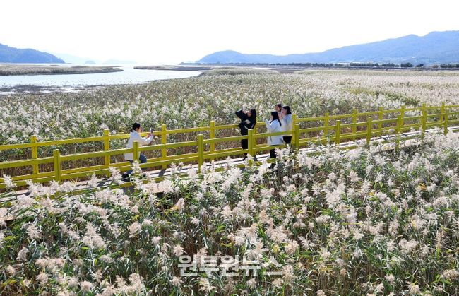 제10회 강진만 춤추는 갈대축제가 열린 가운데 강진만 갈대밭을 찾은 관광객들이 가을의 정취를 맘껏 느끼고 있다.