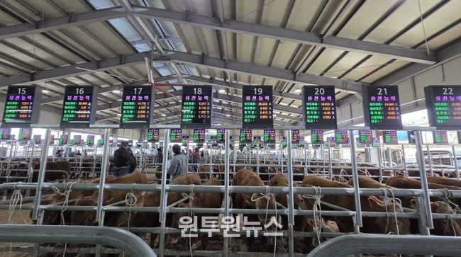 음성축협, 스마트 가축시장 플랫폼 구축 완료