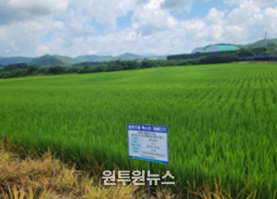 강원도 홍천의 ‘주향미’ 재배단지 전경