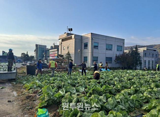 양평군 양동면 지역사회보장협의체, 기관·단체와 함께 동절기 배추·무 수확