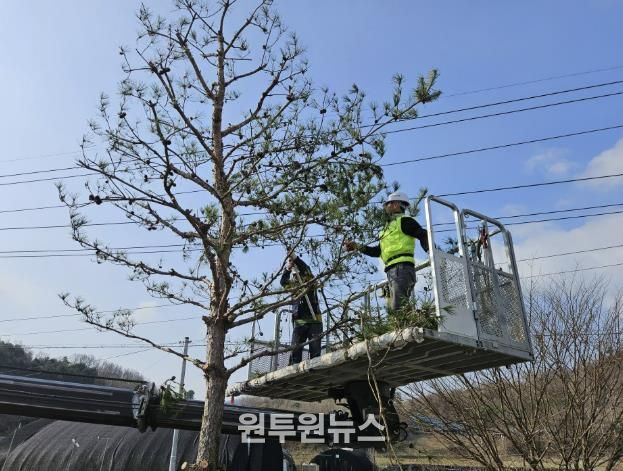 괴산군, ‘동절기 가로수 가지치기’실시… 도심 가로환경 개선