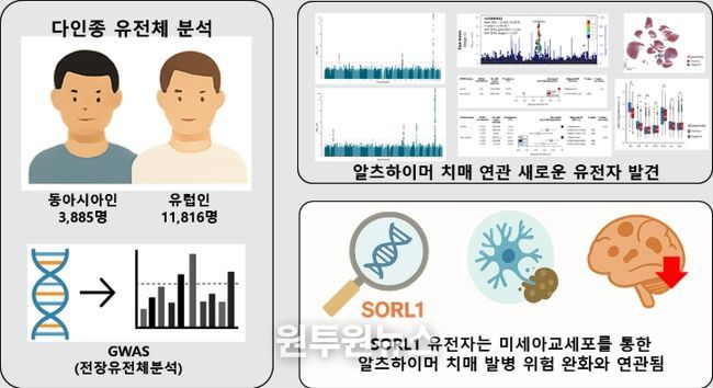 다인종 유전체 분석을 통해 발굴한 SORL1 유전자의 치매 발병 완화 효과