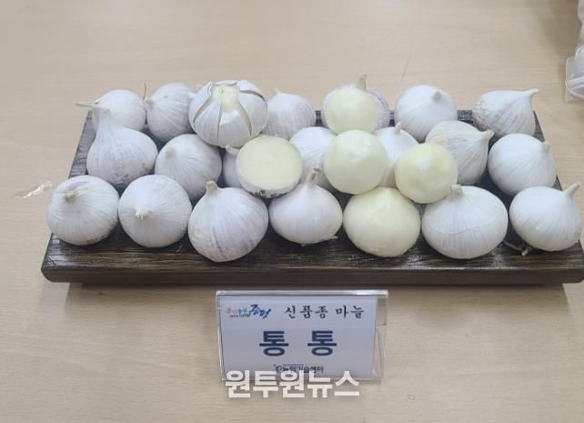 증평군, 신품종 마늘 '통통' 보급…농가 소득작목 육성 박차