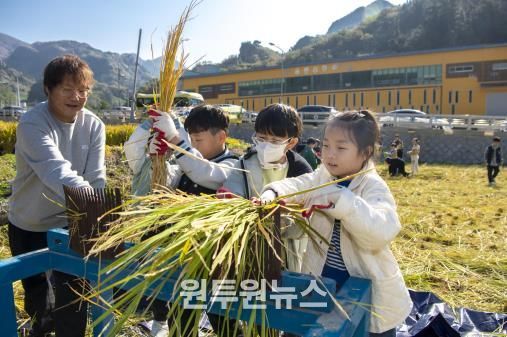 울릉군, 전통 벼 수확 체험행사 성공적으로 마쳐