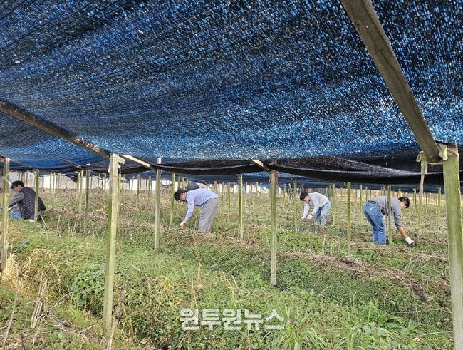 금산군청 맑은물관리과 가을철 농촌일손돕기 모습