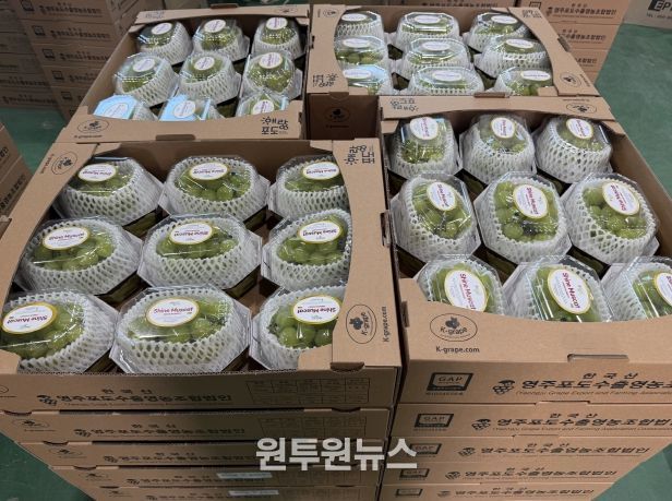 대만으로 수출되는 영주산 샤인머스캣