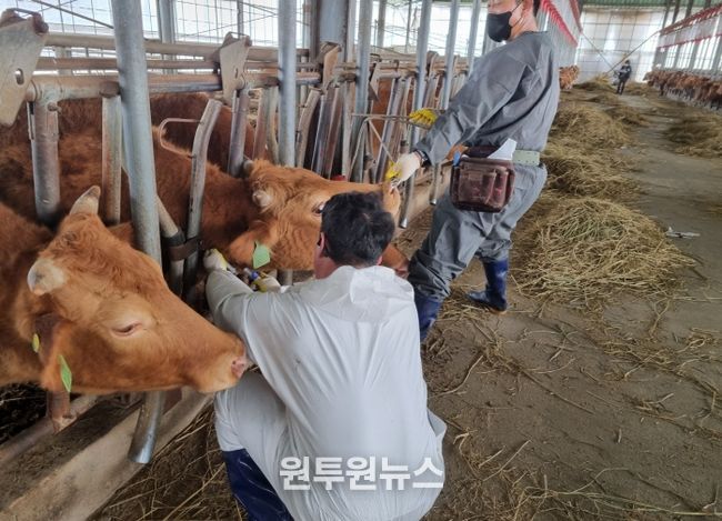 함안군, 송아지 럼피스킨 백신접종 추진(4차)-채혈사진