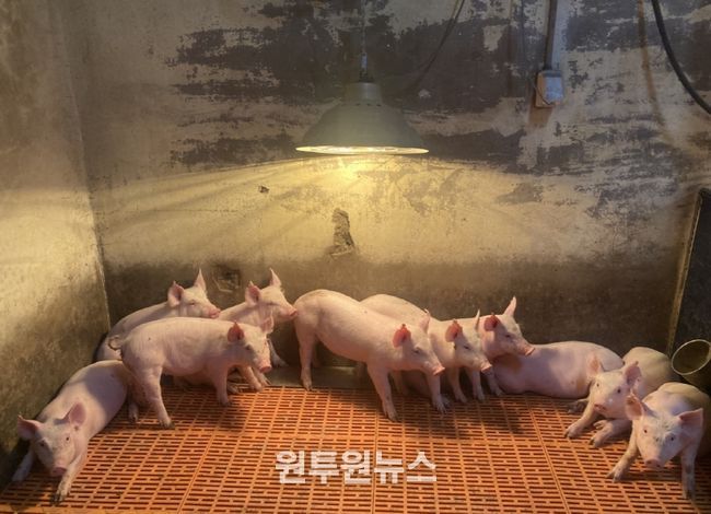 한파 대비 겨울철 축사관리