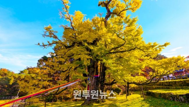 영동군 영국사 은행나무