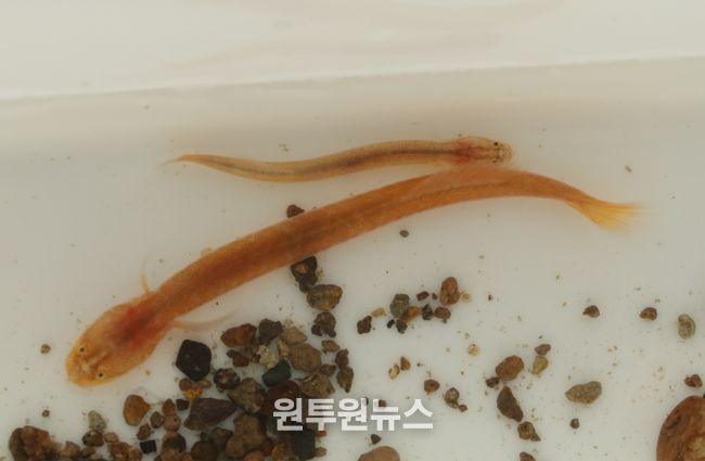 주홍미끈망둑