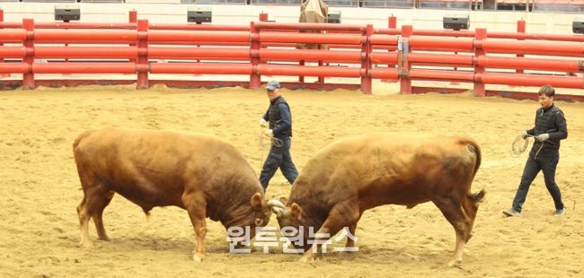 2025년 청도군 전국 민속 소싸움대회 성황리 종료