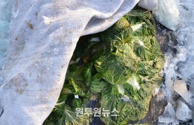 수확 중인 김장용 무·배추 한파 대비해야