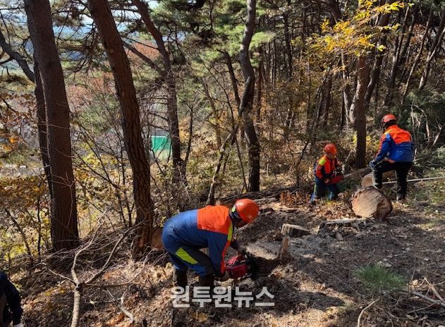 ‘소나무재선충병 확산 막아라’ 춘천시 방제 총력전
