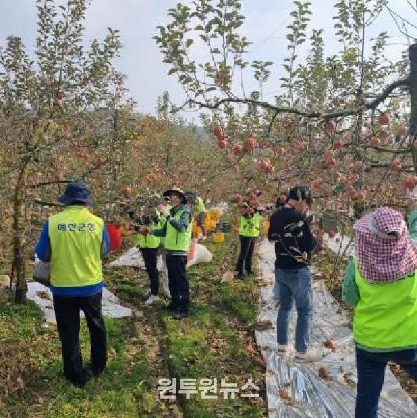 세무과 직원들이 농촌 일손돕기 활동에 참여하는 모습