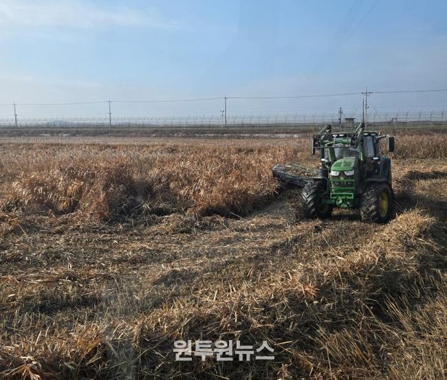 한강하구 자생 갈대 수거