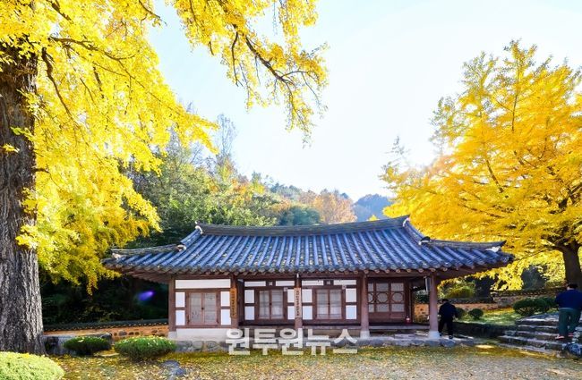 황금빛 은행잎과 어우러진 고즈넉한 가을 풍경