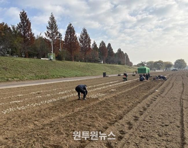 파주시 금촌2동, 내부 인력으로 2026 공릉천 튤립축제 식재 작업 완료