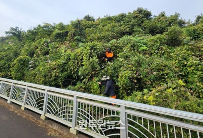 덩굴 제거 사업