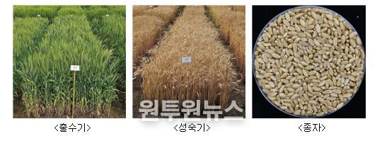 ‘이룸’ 품종 사진