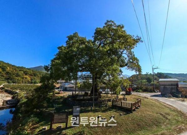 함안 영동리 회화나무