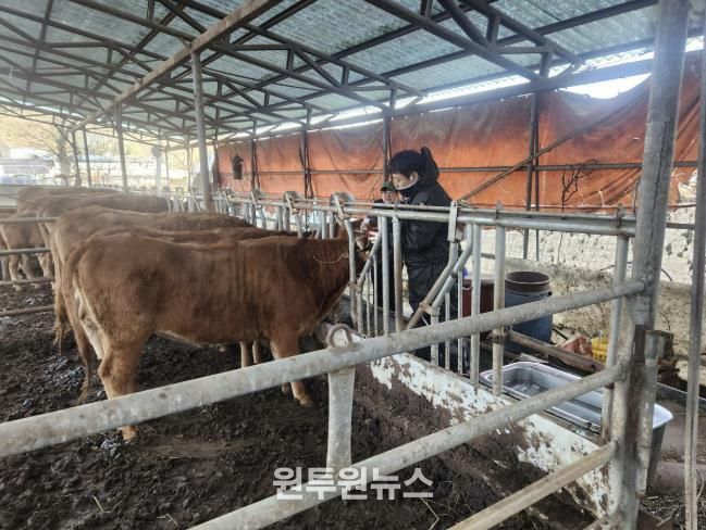 가평군 동물의료지원단, 농가 큰 호응… '진료 확대'