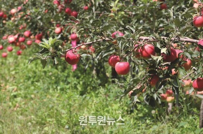 인제산 명품 햇사과, 25일 공영홈쇼핑서 50분간 생방송 판매