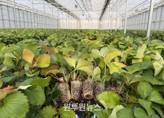 조직배양 딸기 우량묘 공급