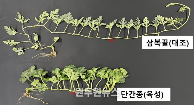 <기존품종과 개발품종의 덩굴길이 비교>