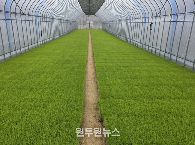 벼 농사의 첫걸음, 내년도 벼 보급종 신청하세요