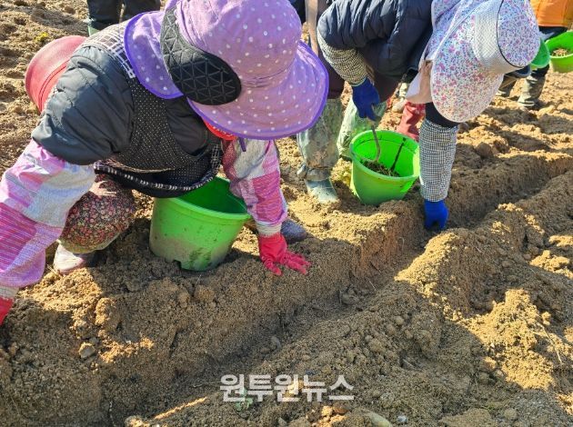 동서강정원 청령포원에 어수리 식재