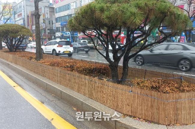원주시, 도로변 띠녹지 방풍벽 설치...수목 동해 예방