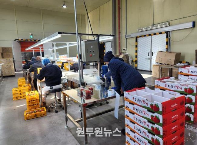 거창군 서북부경남거점APC, 딸기공선조직 결성