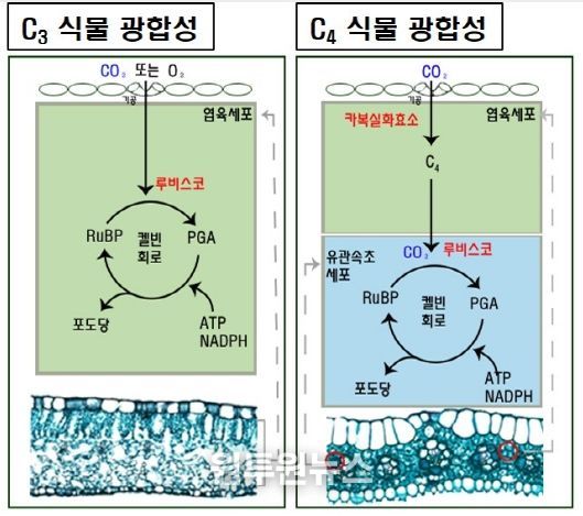 C3와 C4 식물의 광합성 경로 차이 모식도