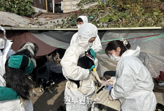 긴급 구조된 개들이 백신을 접종하는 모습